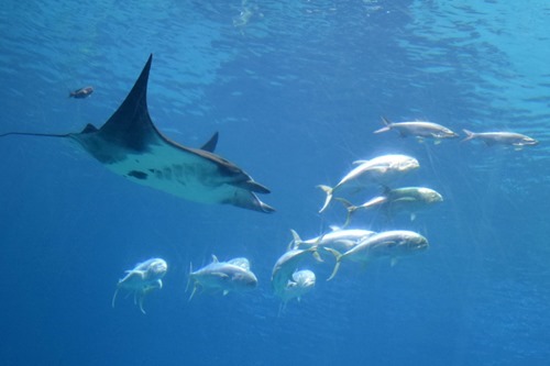 Atlanta–Georgia Aquarium