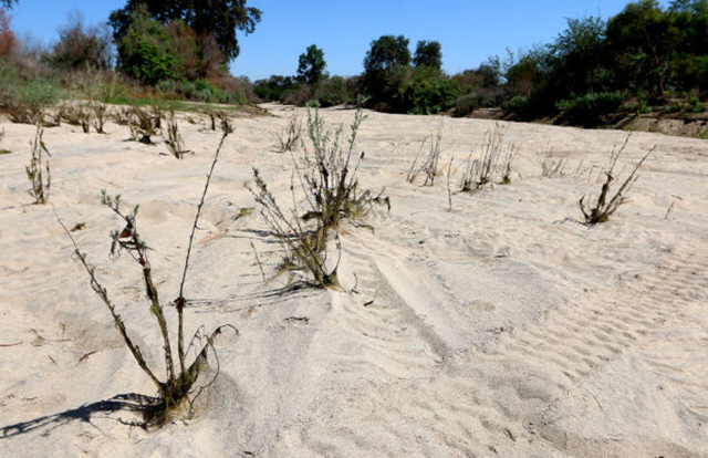 The Kings River at Highway 43 near Cairo Avenue was dry as a bone on 2 July 2015. Photo: Gary Feinstein / The Sentinel