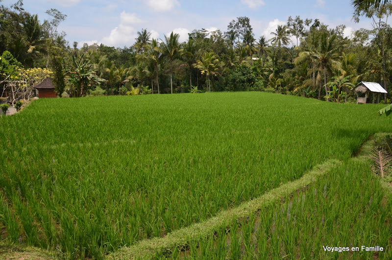 Yeh Pulu rice fields