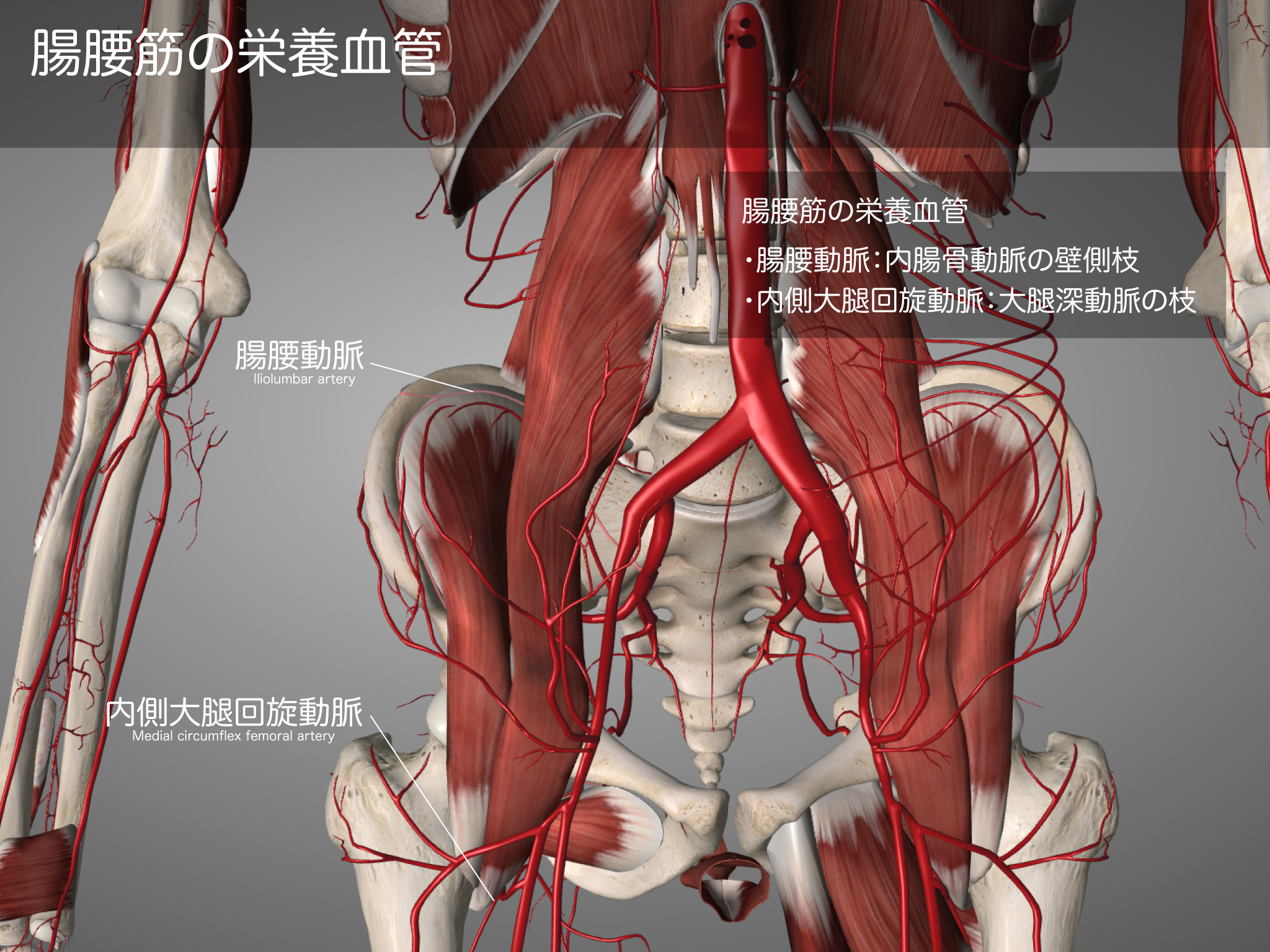 腸腰筋 徹底的解剖学 腸腰筋 徹底的解剖学