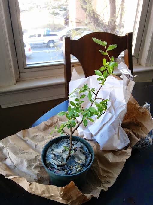 [2015-] Cork Bark Chinese Elm I  Unnamed