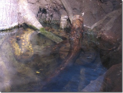 IMG_0256 Anaconda at the Oregon Zoo in Portland, Oregon on November 10, 2009