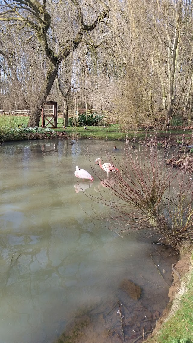 Coton Manor Gardens