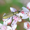 False Blister Beetle