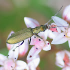 False Blister Beetle