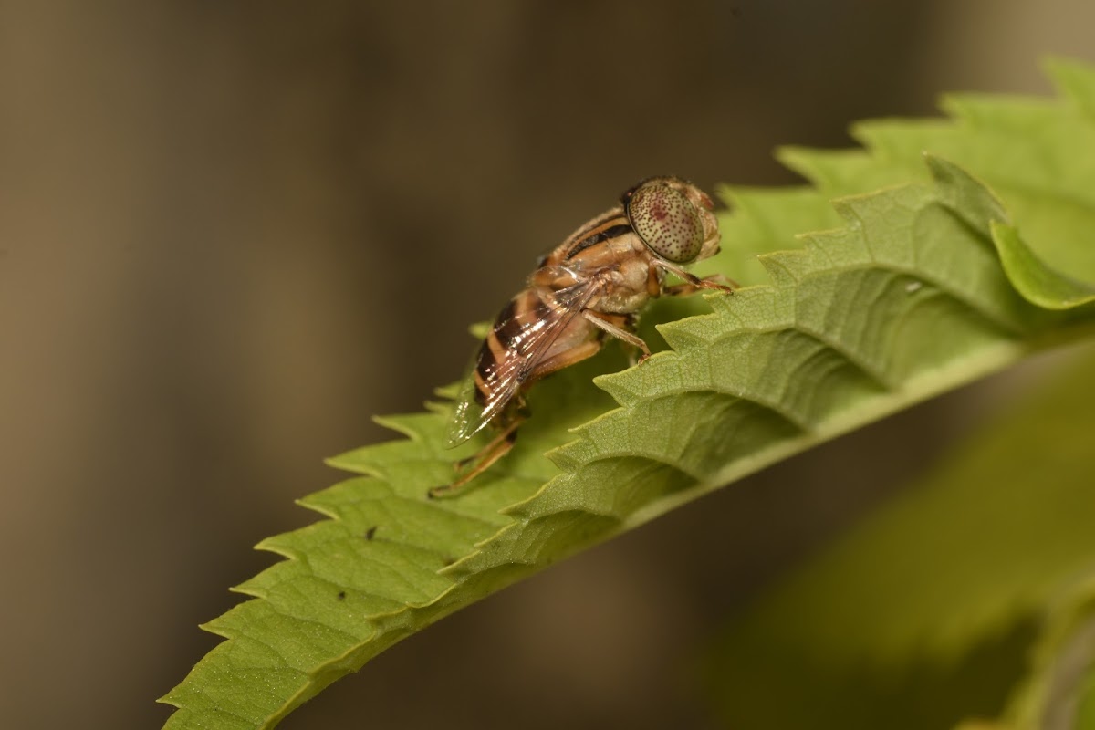 Horse-fly