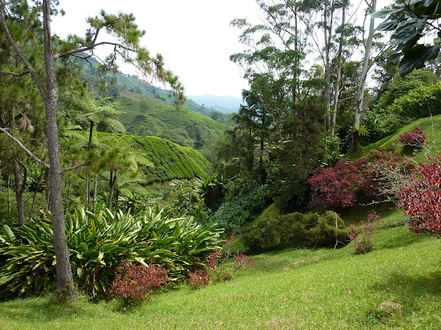 Blog de voyage-en-famille : Voyages en famille, Cameron Highlands, au pays du thé