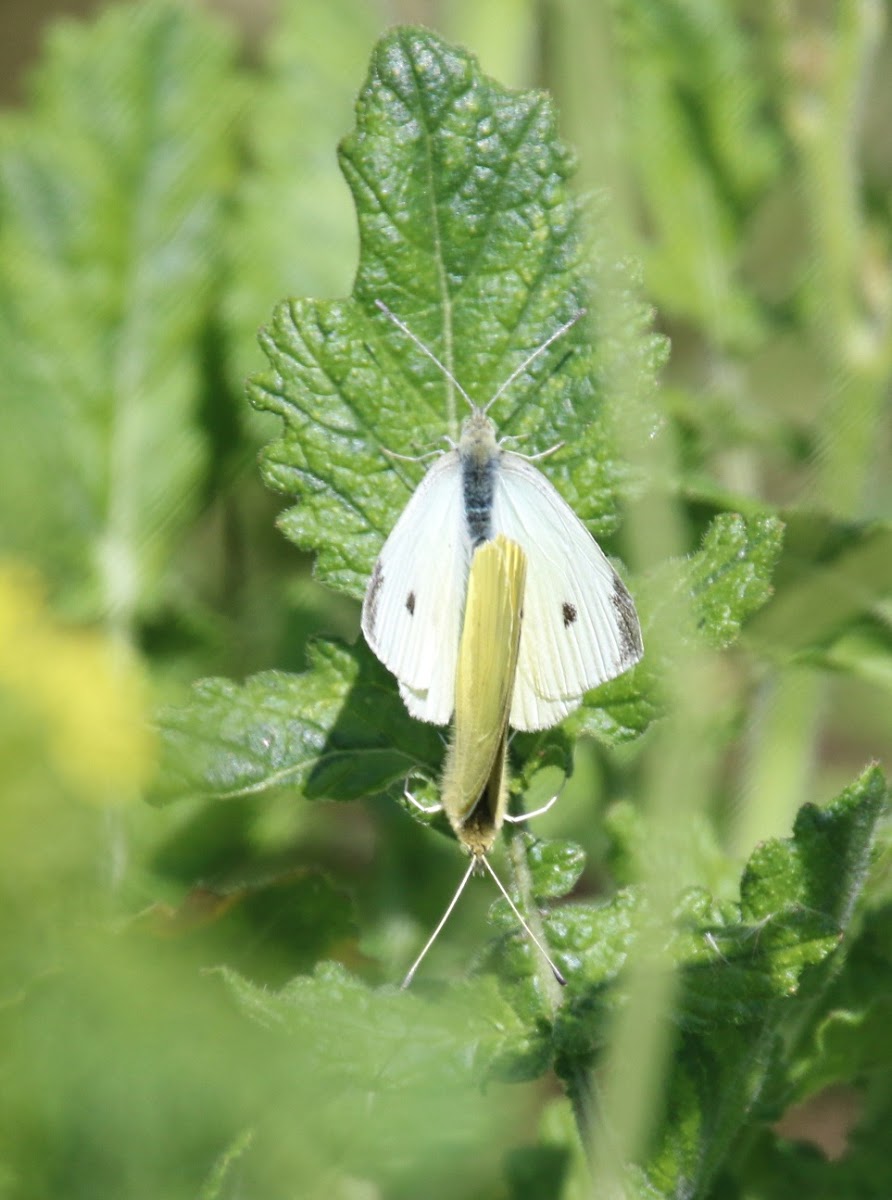 Cabbage White