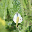 Cabbage White