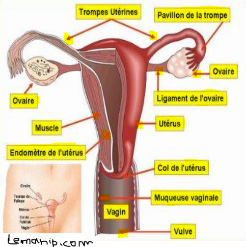 hysterosalpingography preparation,genetic testing female infertility,fl hysterosalpingography,xr hysterosalpingography,best female fertility test,camp lejeune infertility,female fertility clinic,women's infertility clinic,women's fertility clinic,fertility clinic for women