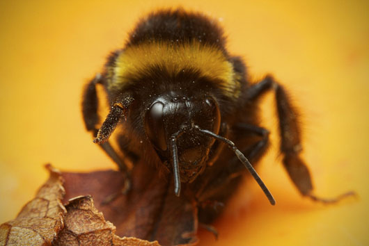 Bombus portrait, de Finn KS