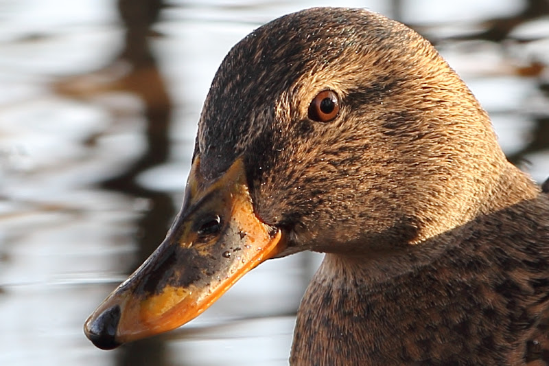 IMAGE: https://lh3.googleusercontent.com/-8DuPRGHCLJY/TsA2y6uz9UI/AAAAAAAACIM/fByELAAYD48/s800/IMG_5296head.JPG