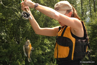 burke lake bluegill