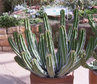 Euphorbia avasmontana