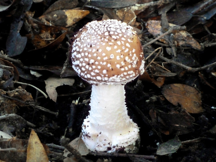 Amanita Pantherina - Toxic, deadly!