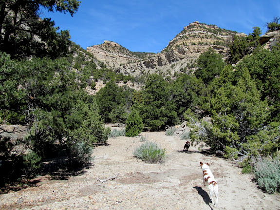 Boulder and Torrey sprinting up the canyon