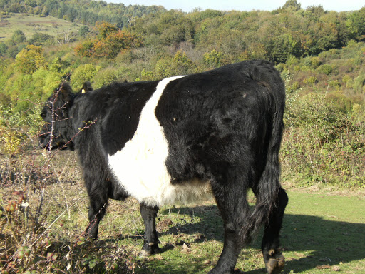 DSCF2060 Belted Galloway on Headley Heath