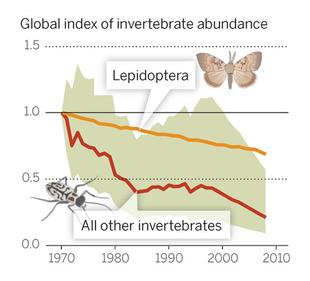 According to global monitoring data for 452 species, there has been a 45 percent decline in invertebrate populations over the past 40 years. Graphic: Dirzo, 2014 / Science