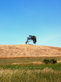 Arastradero Preserve, Palo Alto