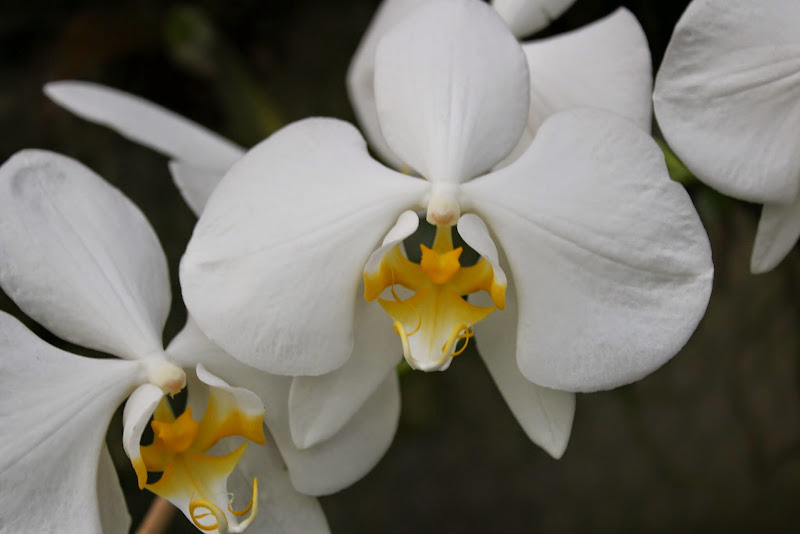 Phalaenopsis amabilis var. aurea IMG_1469