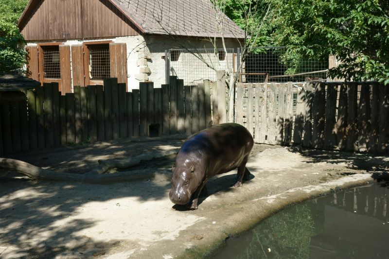 Путешествия: Поход в Йиглавский зоопарк (Чехия).