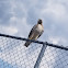 Red-tailed Hawk