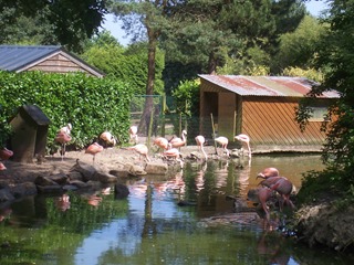 2008.07.01-018 flamants roses