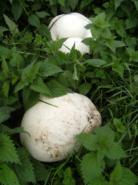 1010170101 Giant puffballs on the canalside path