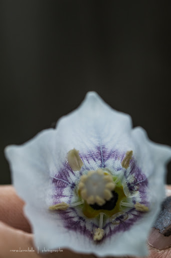 Codonopsis clematidea Lilac Eyes Codonopsis-clematidea-lilac-eyes-130627-103rm