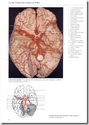 094 C_rculo Arterioso do C_rebro (de Willis)