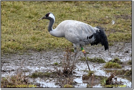 Slimbridge WWT - November