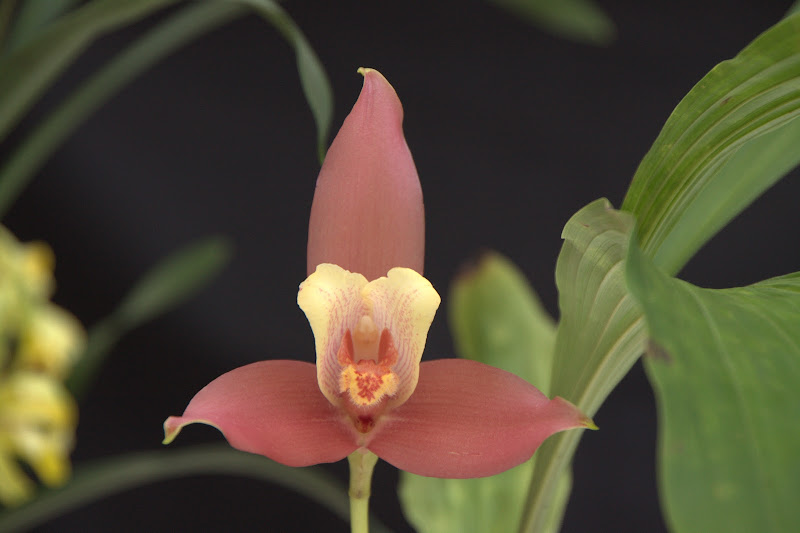 Lycaste Anna Katharina IMG_3536