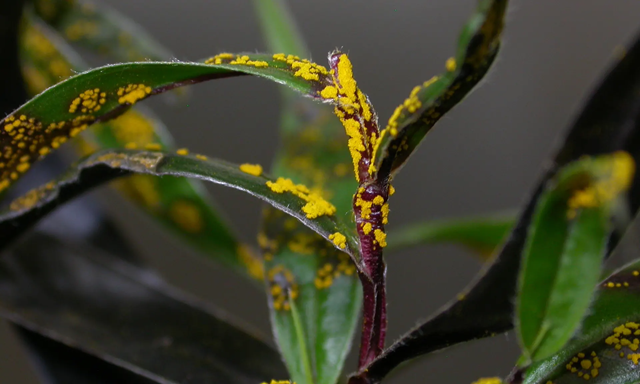 Myrtle rust attacks members of the myrtacea family, trees that provide fruit and habitat for native species, and stabilise riverbanks in the wet tropics. Photo: Dr. Louise Morin / CSIRO