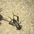 Field Cricket