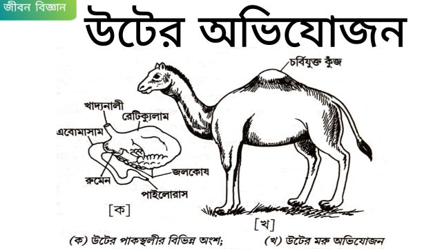 উটের অভিযোজন