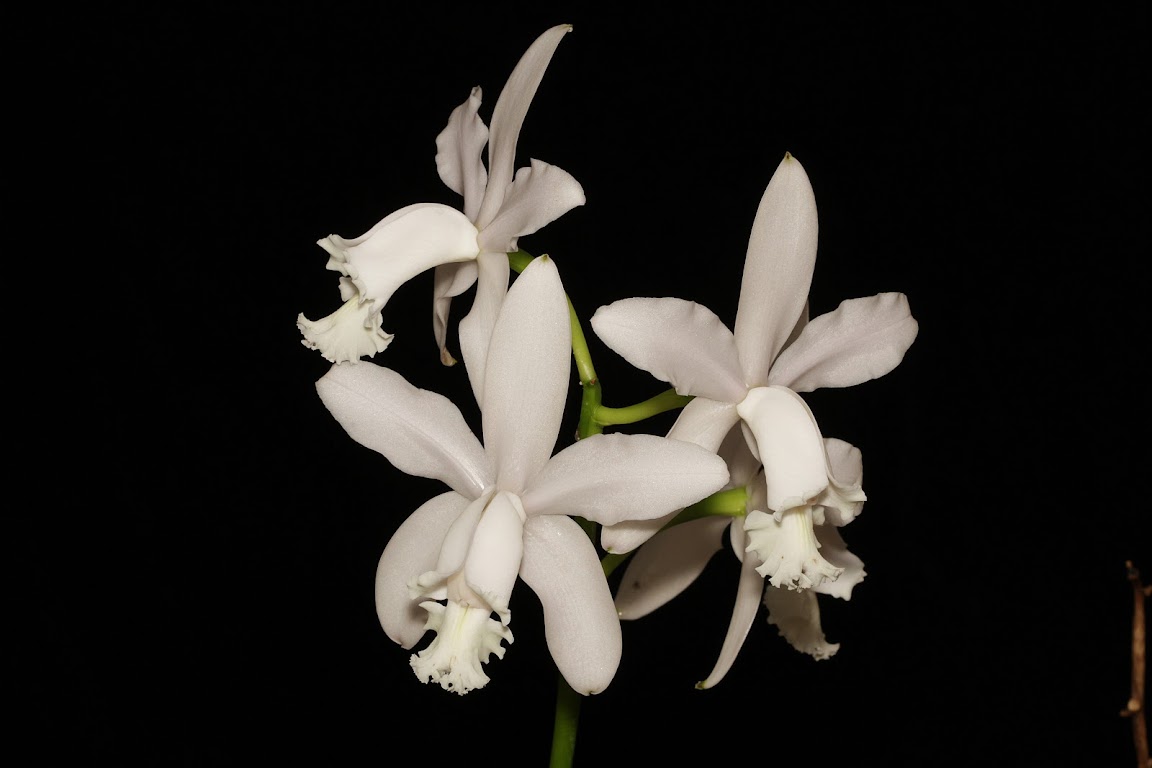 Cattleya intermedia f. alba IMG_0158_v1