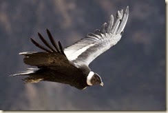 Magnificent Andean Condor