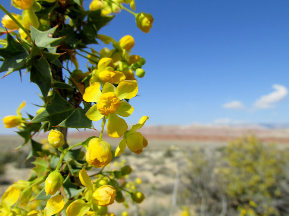 Fremont's Mahonia