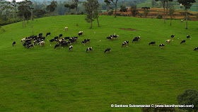 One of Sri Lanka's best grazing pastures for the bovines