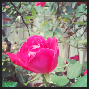 roses