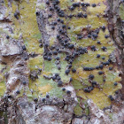 Tropic Trypethelium Lichen