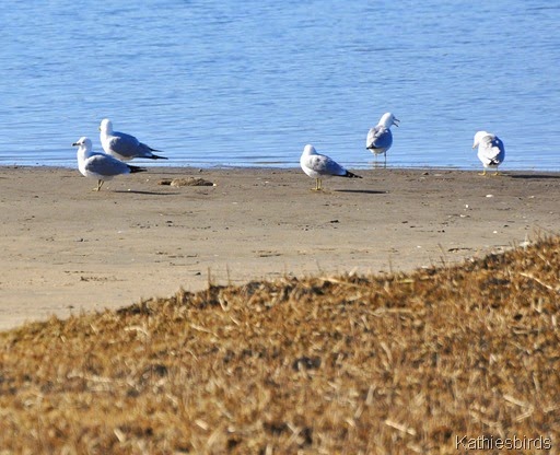 3. gulls on ramp-kab