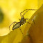 Green Lynx spider