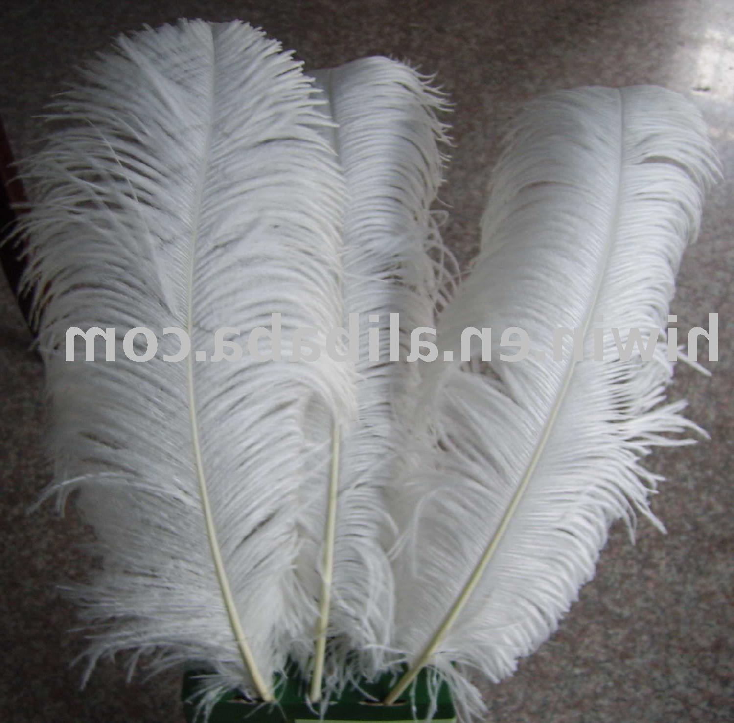 Ostrich Feather