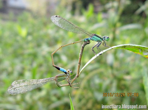 Capung jarum Ischnura senegalensis kawin