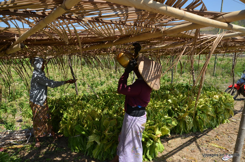 Tobacco workers