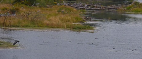 Heron and Ducks mouth of Quillayute River 