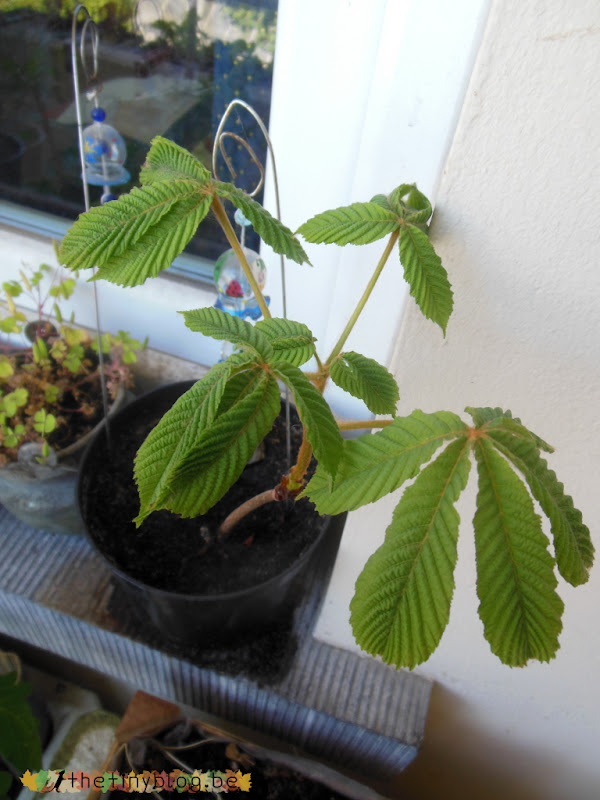 Evolution of my buckeye baby tree