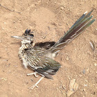 Greater Roadrunner