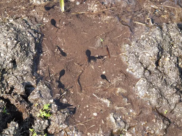 Tadpoles in a pool on the boggy ground along the top of Morvah Cliff
